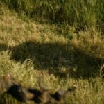 “Star Trek: Picard” (Szenenbild: CBS)