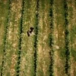 6 – Picard Weingut