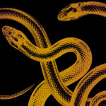 RedRising_DarkAge2