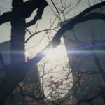 Lichtreflexe zwischen Baumzweigen und Gebäuden