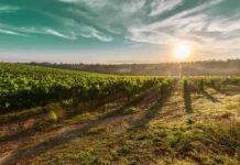 The Sky Is The Limit – Episode 1.01 “Morgan’s Hope” Die Weinberge auf Carina VII in "Morgan's Hope"