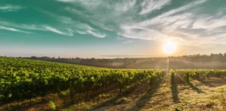 The Sky Is The Limit – Episode 1.01 “Morgan’s Hope” Die Weinberge auf Carina VII in "Morgan's Hope"