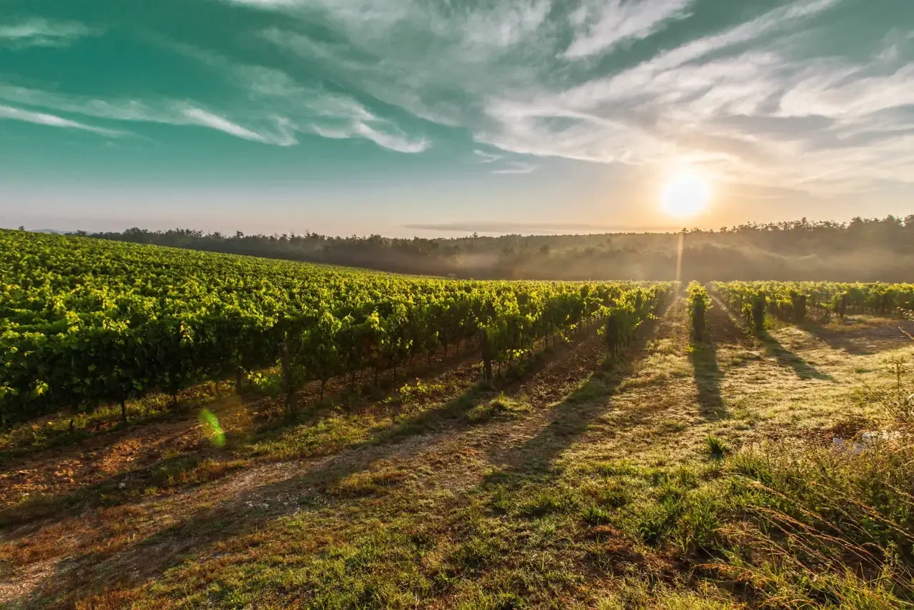 Die Weinberge auf Carina VII in "Morgan's Hope"