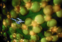 Retrorezension: “Star Trek” 1×10 – „The Corbomite Maneuver“ / „Pokerspiele“ Enterprise und Fesarius in "The Corbomite Maneuver" (Szenenbild: Jerry Finnerman/CBS Television Distribution)